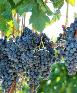 Concord Grape Seeds - 10 Purple Fruit Vine Vitis Labrusca Seeds - Image 1