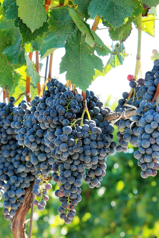 Concord Grape Seeds - 10 Purple Fruit Vine Vitis Labrusca Seeds - Image 1