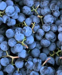 Concord Grape Seeds - 10 Purple Fruit Vine Vitis Labrusca Seeds - Image 3
