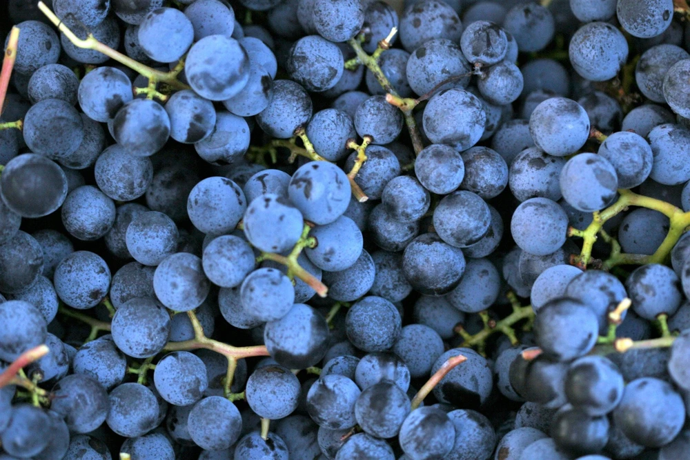 Concord Grape Seeds - 10 Purple Fruit Vine Vitis Labrusca Seeds - Image 3
