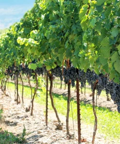 Concord Grape Seeds - 10 Purple Fruit Vine Vitis Labrusca Seeds - Image 4