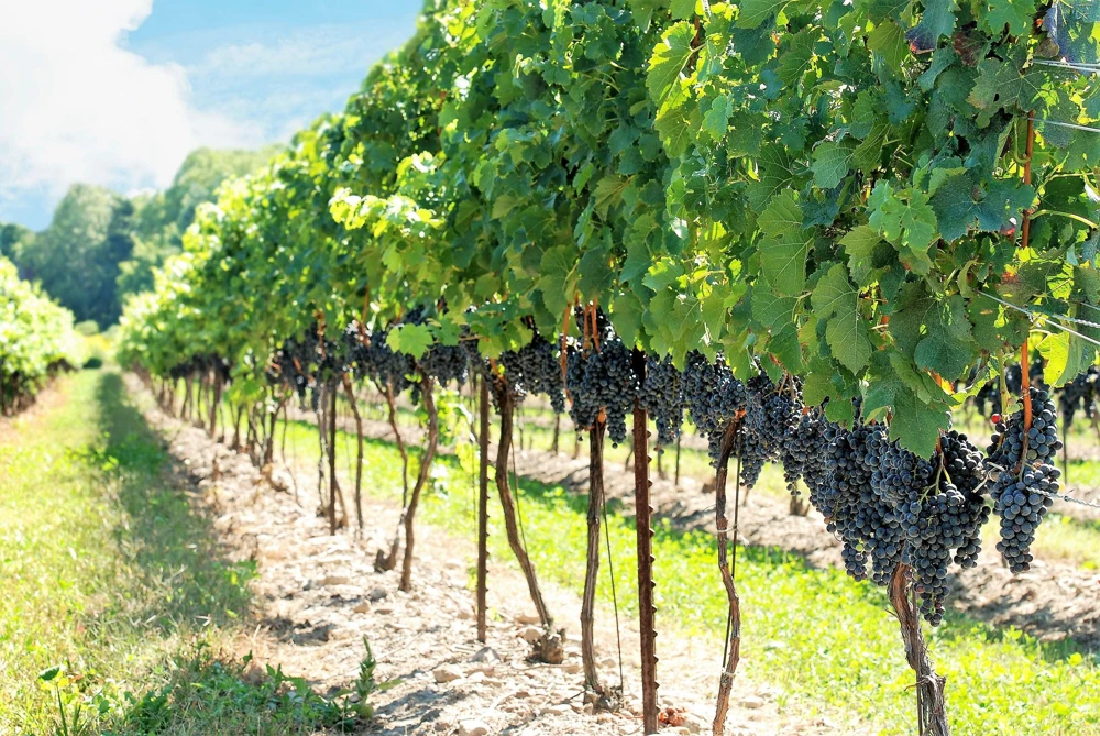 Concord Grape Seeds - 10 Purple Fruit Vine Vitis Labrusca Seeds - Image 4
