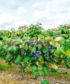 Concord Grape Seeds - 10 Purple Fruit Vine Vitis Labrusca Seeds - Image 5