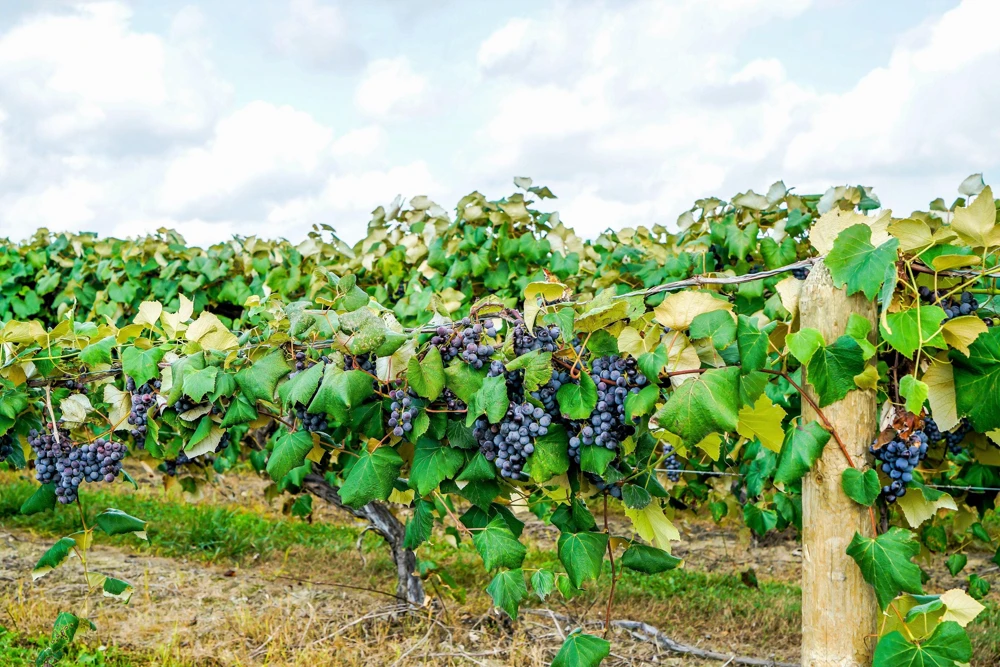 Concord Grape Seeds - 10 Purple Fruit Vine Vitis Labrusca Seeds - Image 5