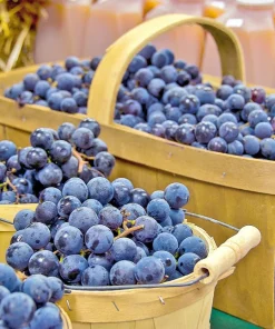 Concord Grape Seeds - 10 Purple Fruit Vine Vitis Labrusca Seeds - Image 6