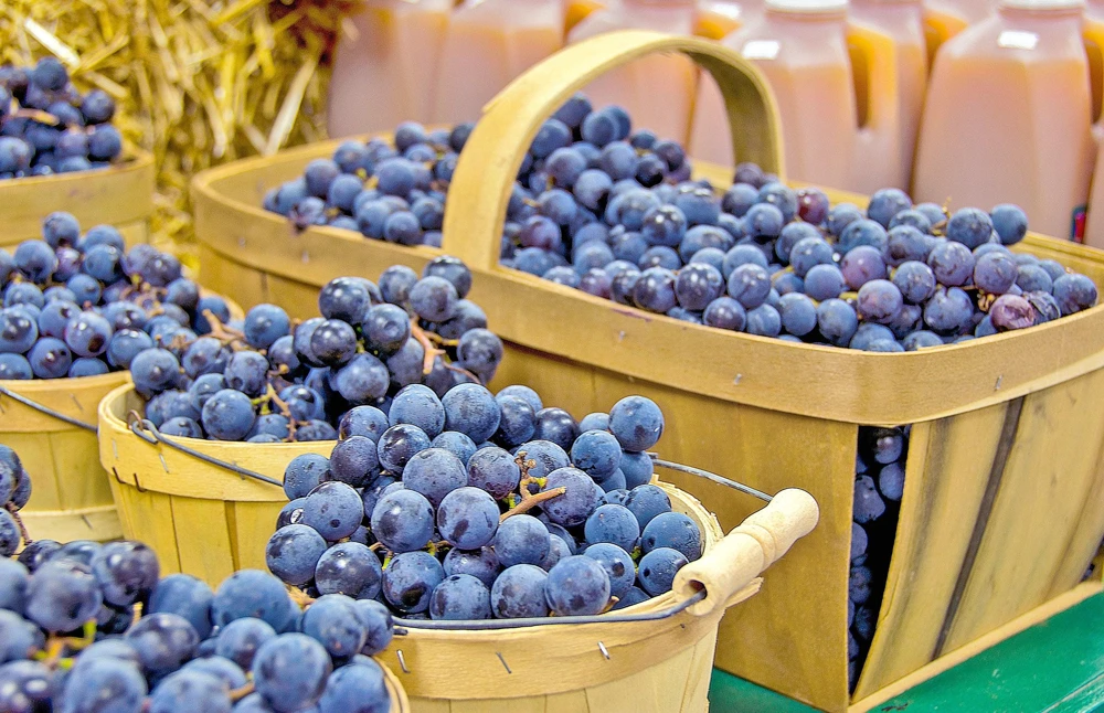 Concord Grape Seeds - 10 Purple Fruit Vine Vitis Labrusca Seeds - Image 6
