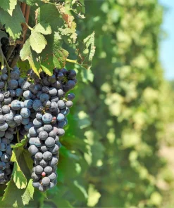 Concord Grape Seeds - 10 Purple Fruit Vine Vitis Labrusca Seeds - Image 7