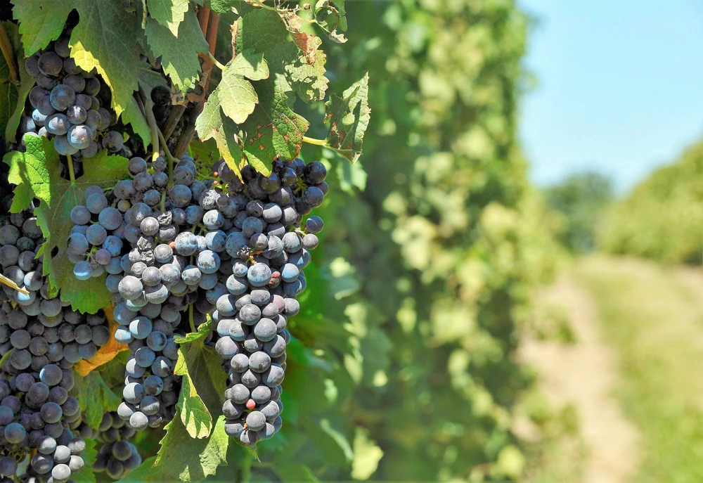 Concord Grape Seeds - 10 Purple Fruit Vine Vitis Labrusca Seeds - Image 7