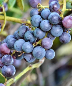 Concord Grape Seeds - 10 Purple Fruit Vine Vitis Labrusca Seeds - Image 8