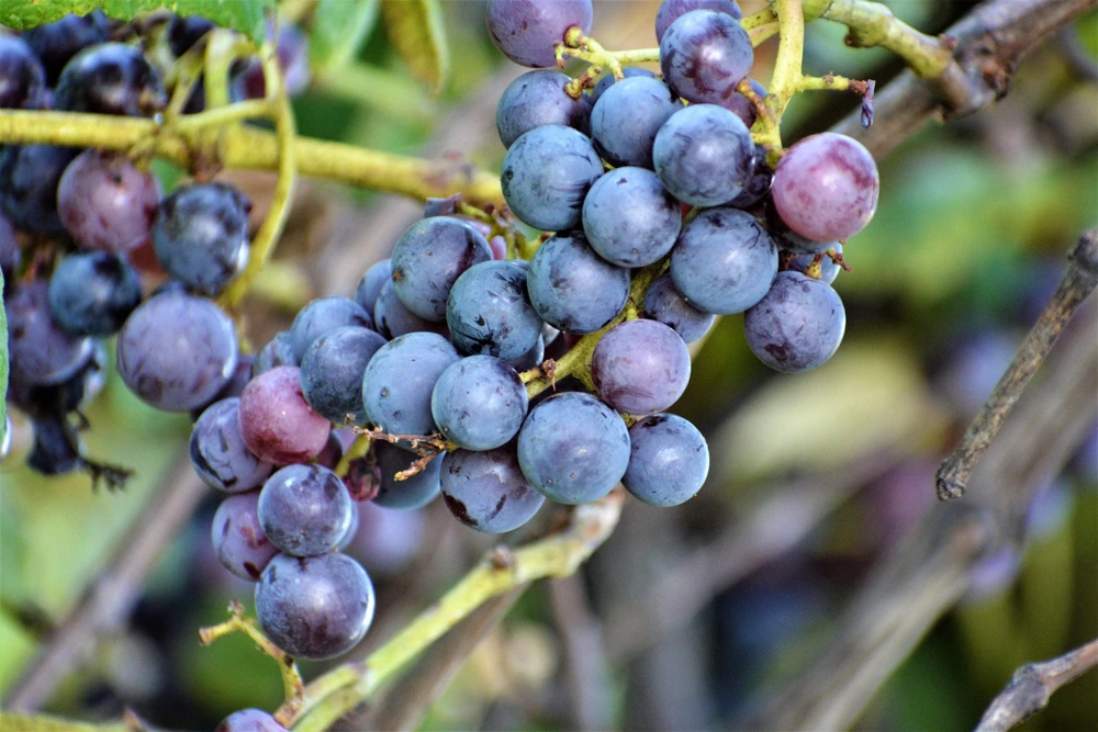 Concord Grape Seeds - 10 Purple Fruit Vine Vitis Labrusca Seeds - Image 8