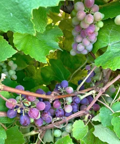 Concord Grape Seeds - 10 Purple Fruit Vine Vitis Labrusca Seeds - Image 9