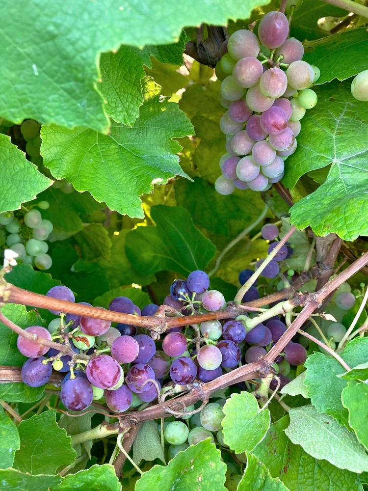 Concord Grape Seeds - 10 Purple Fruit Vine Vitis Labrusca Seeds - Image 9