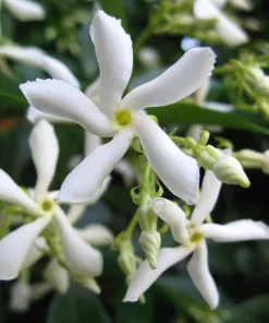 Confederate Jasmine Live Plant – 3-6
