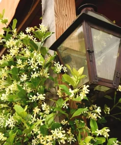 Confederate Jasmine Live Plant – 3-6