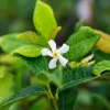 Confederate Jasmine Live Plant – 3-6" Tall in 3-4" Pot – Fragrant Evergreen Climbing Bloom – Outdoor - Image 1