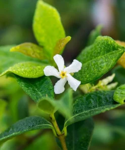 Confederate Jasmine Live Plant – 3-6