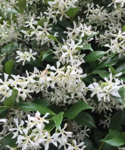 Confederate Jasmine Live Plant – 3-6