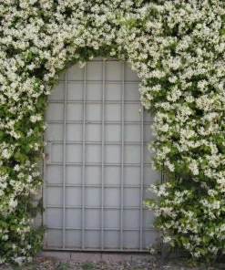 Confederate Jasmine Live Plant – 3-6