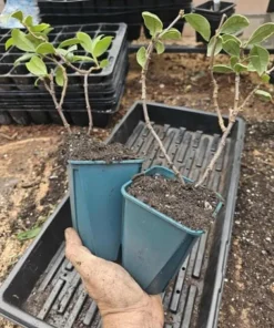 Confederate Jasmine Live Plant – 3-6