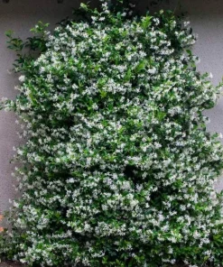 Confederate Jasmine Live Plant – 3-6