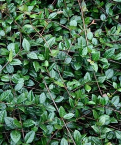 Confederate Jasmine Live Plant – 3-6