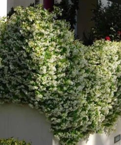 Confederate Jasmine Live Plant – 3-6