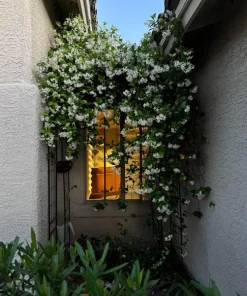 Confederate Jasmine Live Plant – Set of 2, 3-6