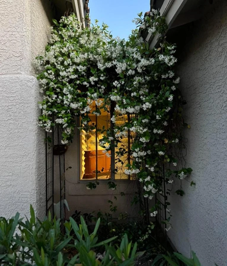 Confederate Jasmine Live Plant – Set of 2, 3-6" Tall in 3-4" Pots – Fragrant Evergreen Climbing Vine - Image 10