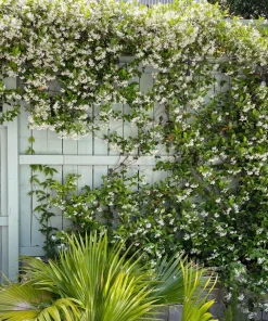 Confederate Jasmine Live Plant – Set of 2, 3-6" Tall in 3-4" Pots – Fragrant Evergreen Climbing Vine - Image 2
