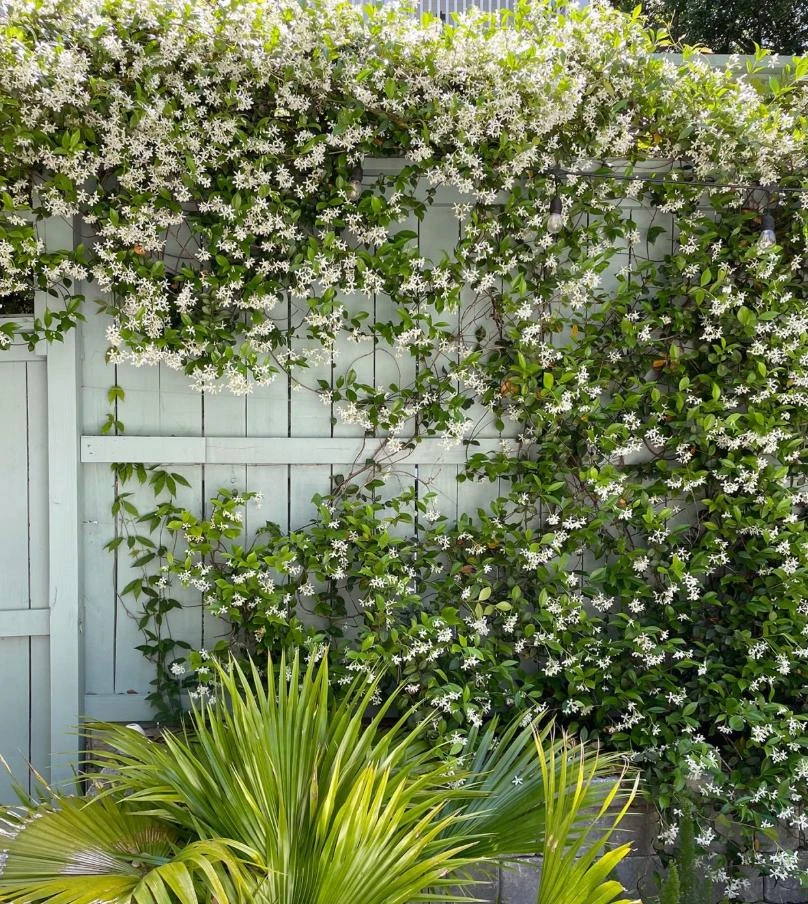 Confederate Jasmine Live Plant – Set of 2, 3-6" Tall in 3-4" Pots – Fragrant Evergreen Climbing Vine - Image 2