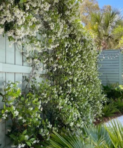 Confederate Jasmine Live Plant – Set of 2, 3-6