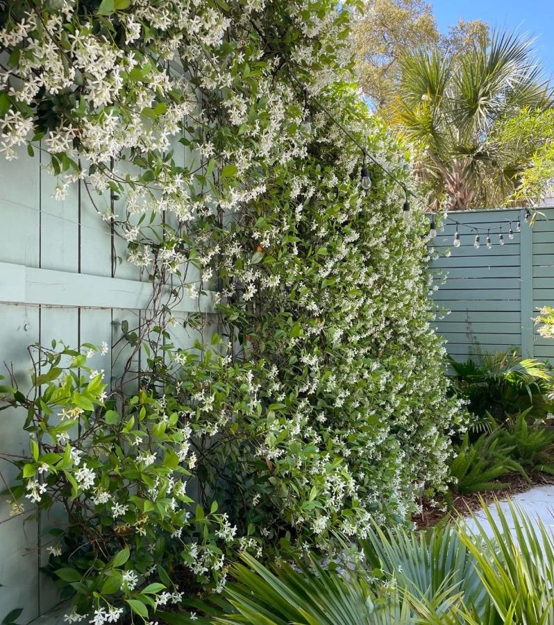 Confederate Jasmine Live Plant – Set of 2, 3-6" Tall in 3-4" Pots – Fragrant Evergreen Climbing Vine - Image 3