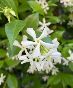 Confederate Jasmine Live Plant – Set of 2, 3-6