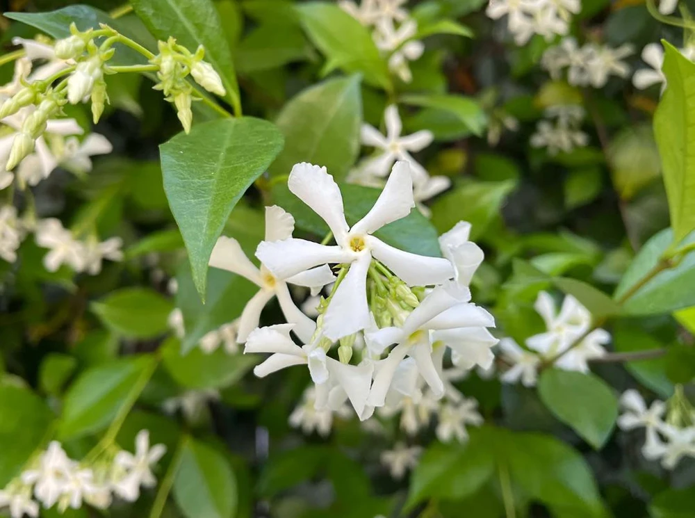 Confederate Jasmine Live Plant – Set of 2, 3-6" Tall in 3-4" Pots – Fragrant Evergreen Climbing Vine - Image 5