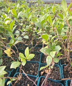 Confederate Jasmine Live Plant – Set of 2, 3-6