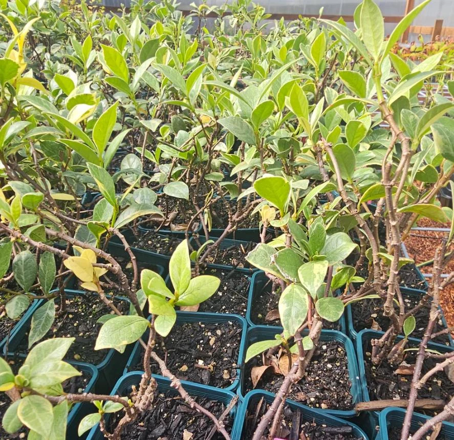 Confederate Jasmine Live Plant – Set of 2, 3-6" Tall in 3-4" Pots – Fragrant Evergreen Climbing Vine - Image 6