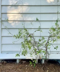 Confederate Jasmine Live Plant – Set of 2, 3-6