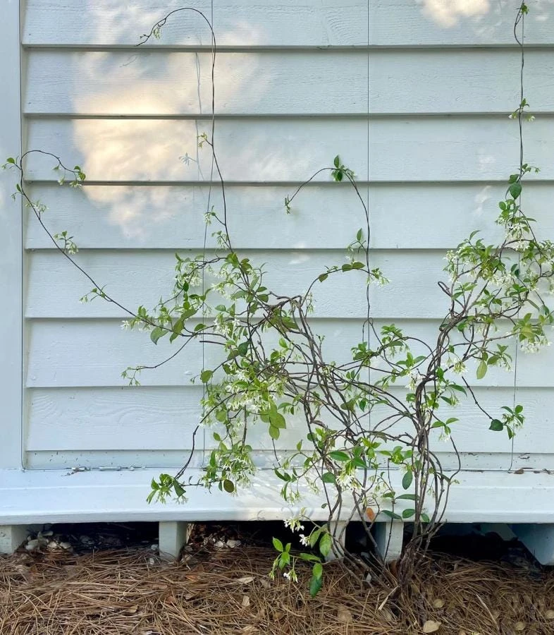 Confederate Jasmine Live Plant – Set of 2, 3-6" Tall in 3-4" Pots – Fragrant Evergreen Climbing Vine - Image 7