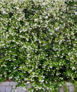 Confederate Jasmine Live Plant – Set of 2, 3-6