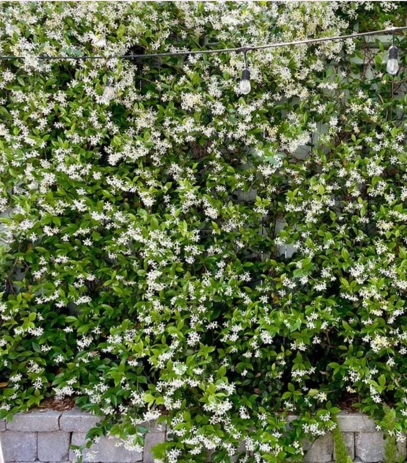 Confederate Jasmine Live Plant – Set of 2, 3-6" Tall in 3-4" Pots – Fragrant Evergreen Climbing Vine - Image 8