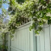 Confederate Jasmine Live Plant – Set of 2, 3-6" Tall in 3-4" Pots – Fragrant Evergreen Climbing Vine - Image 1