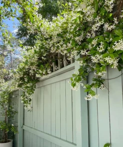 Confederate Jasmine Live Plant – Set of 2, 3-6