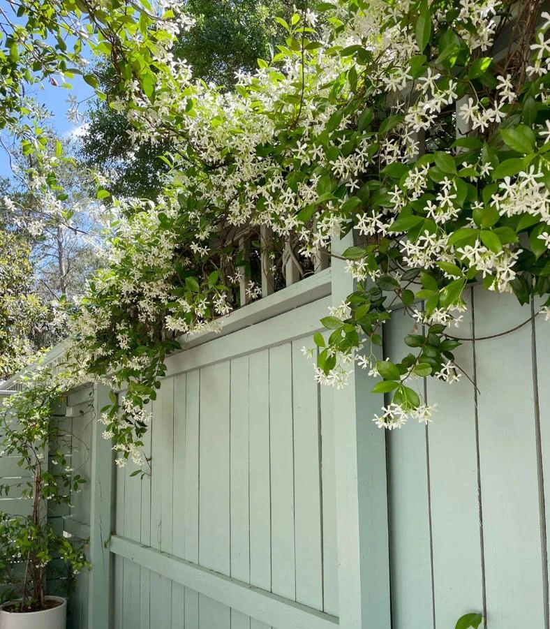 Confederate Jasmine Live Plant – Set of 2, 3-6" Tall in 3-4" Pots – Fragrant Evergreen Climbing Vine - Image 1