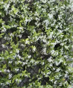 Confederate Jasmine Live Plant – Set of 2, 3-6