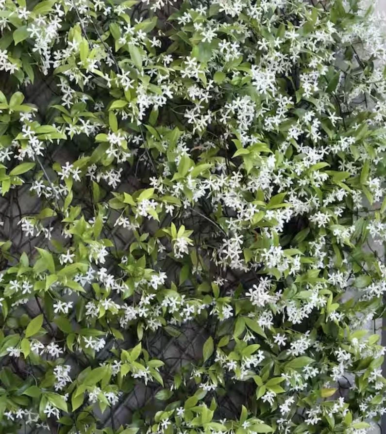 Confederate Jasmine Live Plant – Set of 2, 3-6" Tall in 3-4" Pots – Fragrant Evergreen Climbing Vine - Image 9