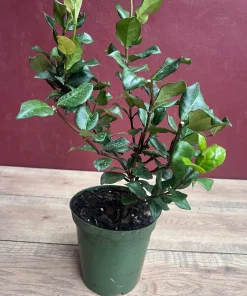 Confederate Jasmine, Trachelospermum jasminoides, star jasmine in 6" Pot - Image 2
