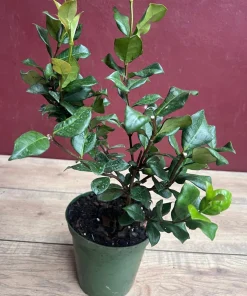 Confederate Jasmine, Trachelospermum jasminoides, star jasmine in 6