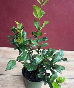 Confederate Jasmine, Trachelospermum jasminoides, star jasmine in 6