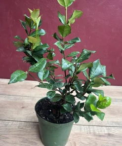 Confederate Jasmine, Trachelospermum jasminoides, star jasmine in 6
