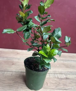 Confederate Jasmine, Trachelospermum jasminoides, star jasmine in 6
